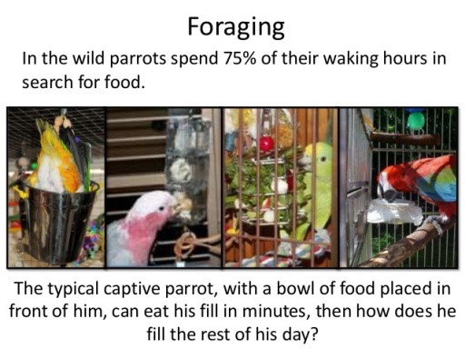 caring-for-the-whole-parrot-18-638