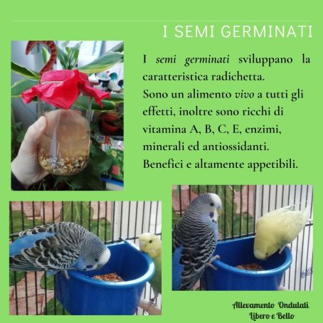 Semi germinati